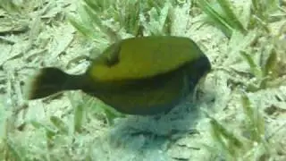 Kofferfisch im Seegras