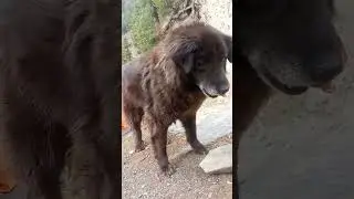 pahari dog 🐶#beautiful #dog please like and subscribe my video#ytshorts