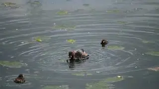 Little grebe with chicks