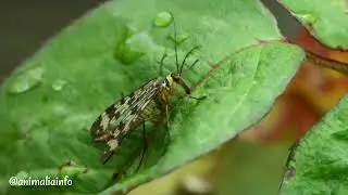 Insect - Panorpa cummunis (macoptera) #panorpa communis