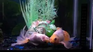 My beautiful Calico Fantail (Veiltail) Goldfish !