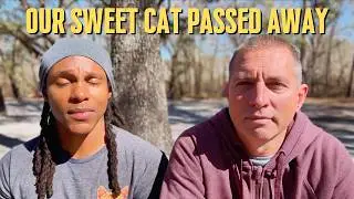 In Loving Memory of Anubis: A Tribute to Our Sweet Tabby