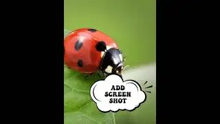 How to report a bug? What all should be there in a bug? #softwaretesting #bugreport