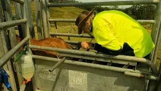 221- Blooper Uncut 10 Calves Drive Me Nuts 🤪