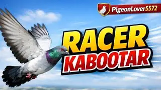 &ldquo;Racer Kabootar Vlog 🕊️ | Fast Flying Racing Pigeons | Full Training & Beauty&rdquo;