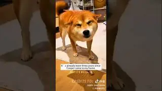 Dog gets rescued by good people!❤️&zwj;🩹 #shorts #dog #rescue