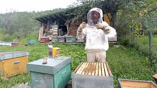 A sciame:  scopi e condizioni di successo.