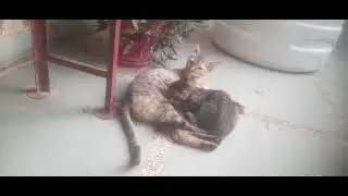 Kitten and  mother cat bonding &hearts;️