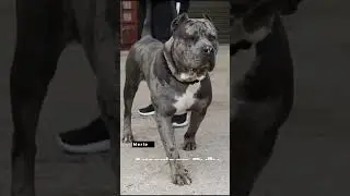 Tri Merle XL American Bully #lilac