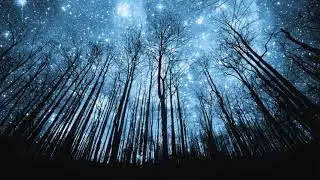 Matthew Halsall ~ Newborough Forest