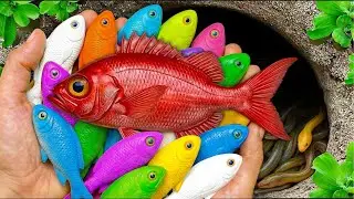 Catch Colorful Ornamental Fish in Small Pond, Baby Turtle, Goldfish, Eel, Aquarium Guppy, Koi Fish