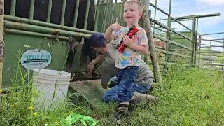 Helping dad with lame cow