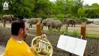 The Kansas City Symphony visits the Zoo!