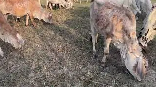 Gir Breed Cow Ka Royal Secret 😍 | Indian Cows Explained | JungleLogic  Part 1