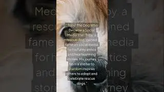 Title: Toby: The Rescue Dog Who Went Viral  #Toby #RescueDog #SocialMediaStar #FunnyDogs