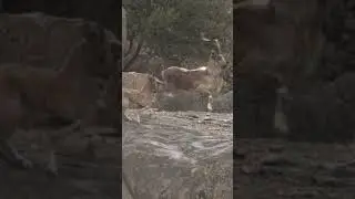 Markhor hunt in Pakistan #hunting #pakistan