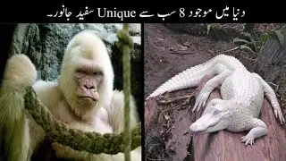 8 Most Rare White Animals In The World Urdu | دنیا میں موجود عجیب سفید جانور | Haider Tv