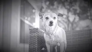 My dog  Buddy￼