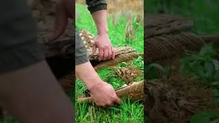 I Discovered the SECRET to Making Delicious WILD VEGETABLE Hotpot