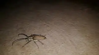A beautiful weevil....