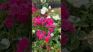 மழைக்காலத்தில் ரோஜா செடி நல்லா வளர டிப்ஸ் | rose tips rain time #roseplant #shorts