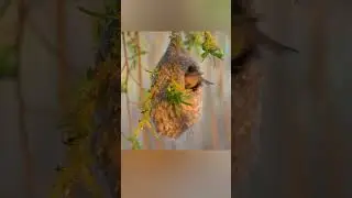 Serpiente vs  P&aacute;jaro Genio La Trampa