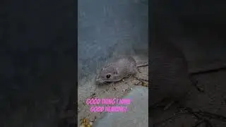 I saved a little kangaroo rat!