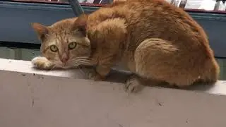 Cats Have Special Way To Act 