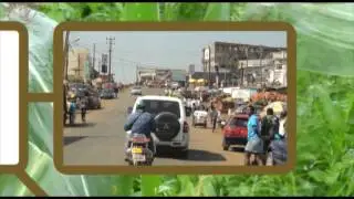 The maize value chain