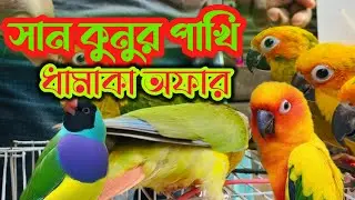  টঙ্গী পাখির হাট সানকুনুর বেবি ধামাকা অফার//bird videos for birds//birds wholesale clothing store in