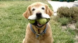 Funny Dogs Playing Fetch By Themselves (2014)