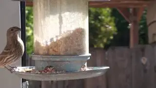 Sony HDR-SR11 1080p 30fps test