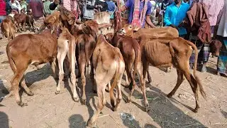 ০৬/১২/২৫/ সবচেয়ে ছোট্ট ষাঁড় বাছুর গরু দাম দর জানুন  জয়পুরহাট নতুন হাট থেকে #cow 
