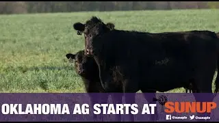 Cow-Calf Corner - Utilizing Both Breeding Seasons (6/13/20)