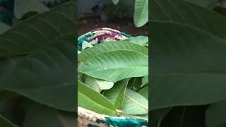 Make guava leaves powder #shorts