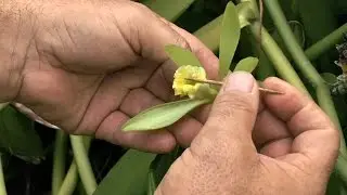 Comment polliniser la fleur de vanille?