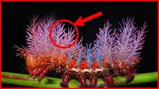 10 SURREAL THINGS YOU HAVE NEVER HEARD OR SEEN
