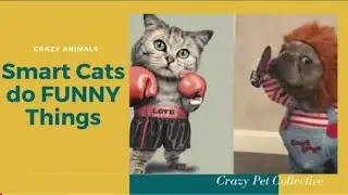 SMART A$$ FUNNY CATS DOING JIM CARREY STUFF 😂😂