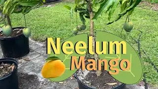 Late season Indian Mango (Neelum) fruiting in a 25 gallon pot.