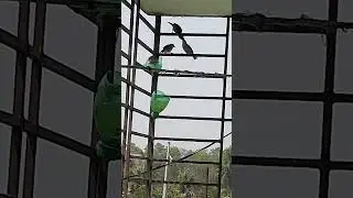 #nature #birds#birdslovers#birdsounds