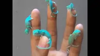 живой уголок!!!Милашные зверьки))pets' corner