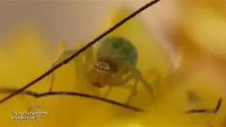 Gr&uuml;ne Kr&auml;uselspinne (Nigma walckenaeri) Weibchen
