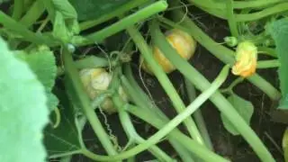 Cultivo de calabazas de Halloween 