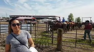 Morris Stampede