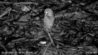 🦉Teeny Tiny Screech owl 🦉