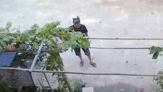 [BB Studio] Dog thief caught in camera Vietnam 2017