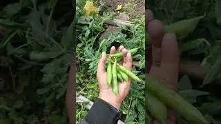 My garden view #youtube #farming  #garden #youtubeshorts #vegetables #peas #greenmatar #villagelife