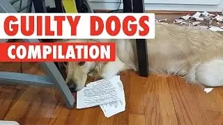 Guilty Dogs Video Compilation 2017