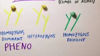 Genetics Creative Project