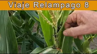 Tareas Rurales y el 7 de Oro